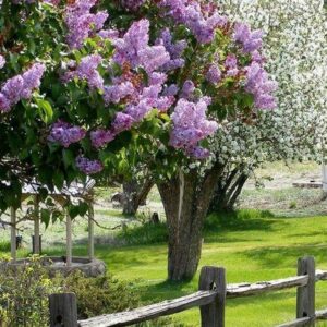 shirley mcclure Gallery