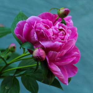 delores matre Gallery