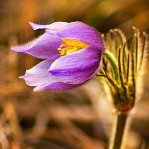 marie blachford Gallery