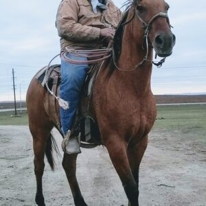 bennett red elk Gallery