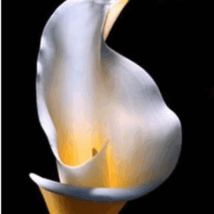 cheryl red bear Gallery